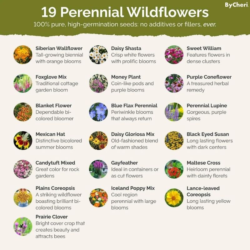 Frendorf | BloomBlend | Gemischte Blumensamen