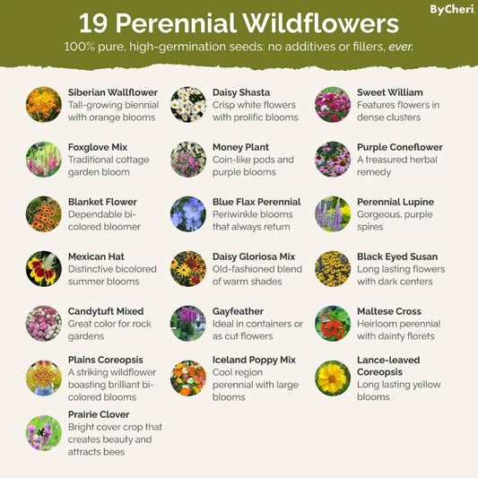 Frendorf | BloomBlend | Gemischte Blumensamen