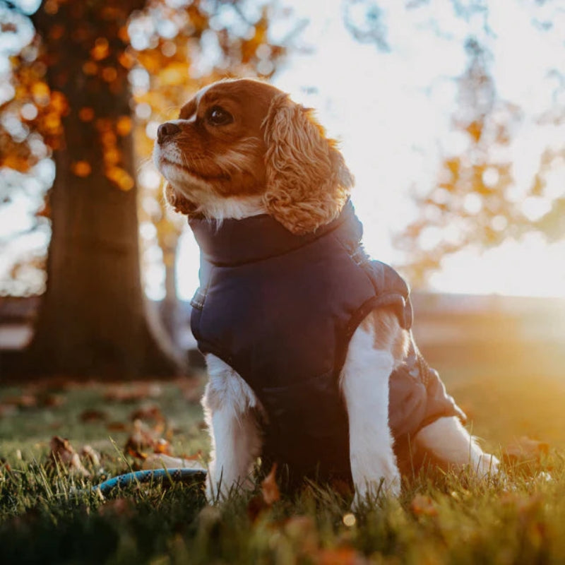 Frendorf | Steppjacke für Hunde mit integriertem Geschirr für Golden Retrievers