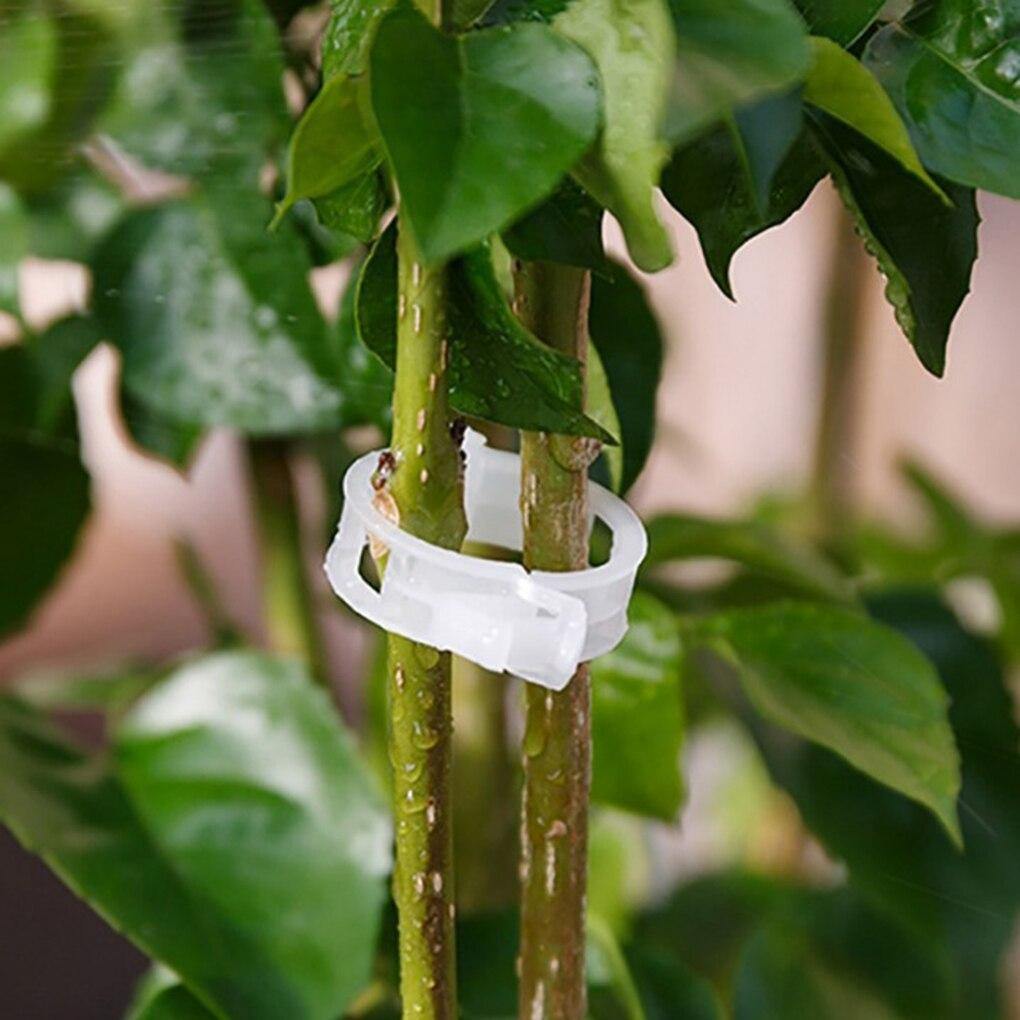 Frendorf | PlantFix Pflanzenhalter Clip Set | Stabilität für Pflanzenstiele | Einfache Befestigung | Unterstützung für gesundes Wachstum