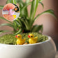 Frendorf | 🦆Kleine Enten | Herausforderung Versteckte Enten