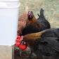 Frendorf | Automatischer Hühnerwasserbecher Vogelstall