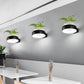 Frendorf | Klarer Glasdome Wandbeleuchtung Industrie 1 Glühbirne Schlafzimmer LED Wandleuchte Lampe in Schwarz/Grau/Weiß mit Pflanzenbehälter