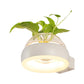 Frendorf | Klarer Glasdome Wandbeleuchtung Industrie 1 Glühbirne Schlafzimmer LED Wandleuchte Lampe in Schwarz/Grau/Weiß mit Pflanzenbehälter