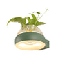 Frendorf | Klarer Glasdome Wandbeleuchtung Industrie 1 Glühbirne Schlafzimmer LED Wandleuchte Lampe in Schwarz/Grau/Weiß mit Pflanzenbehälter