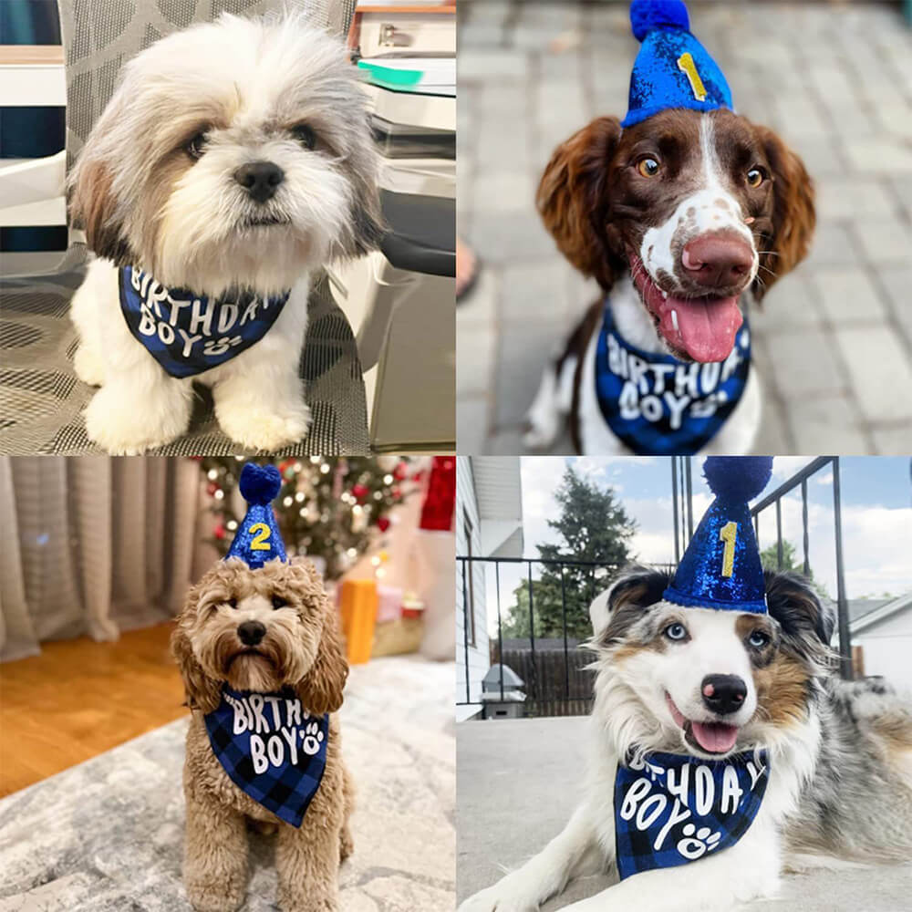 Hund Geburtstag Junge & Mädchen Partysatz - Blaue Karierte Bandana und Hut mit Zahlenstickern