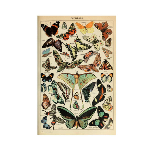 Ästhetische Schmetterlinge Poster