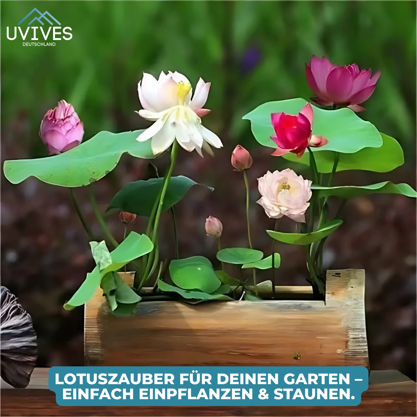 Frendorf |  LotusBloom – Magische Blütenpracht für deinen Teich