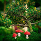 Frendorf | 3pcs Feen Mini Pilz Solarlampen