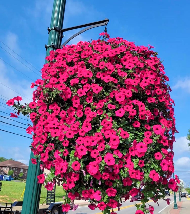 Frendorf |  Bloomy - Unvergängliche florale Schönheit