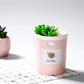 Frendorf | MistBloom Mini USB Luftbefeuchter mit Sukkulentendesign | Kompakt | Leise | Für Zuhause & Büro
