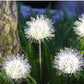 Frendorf | SolarBloom - Magische Outdoor-Blumenball-Leuchten