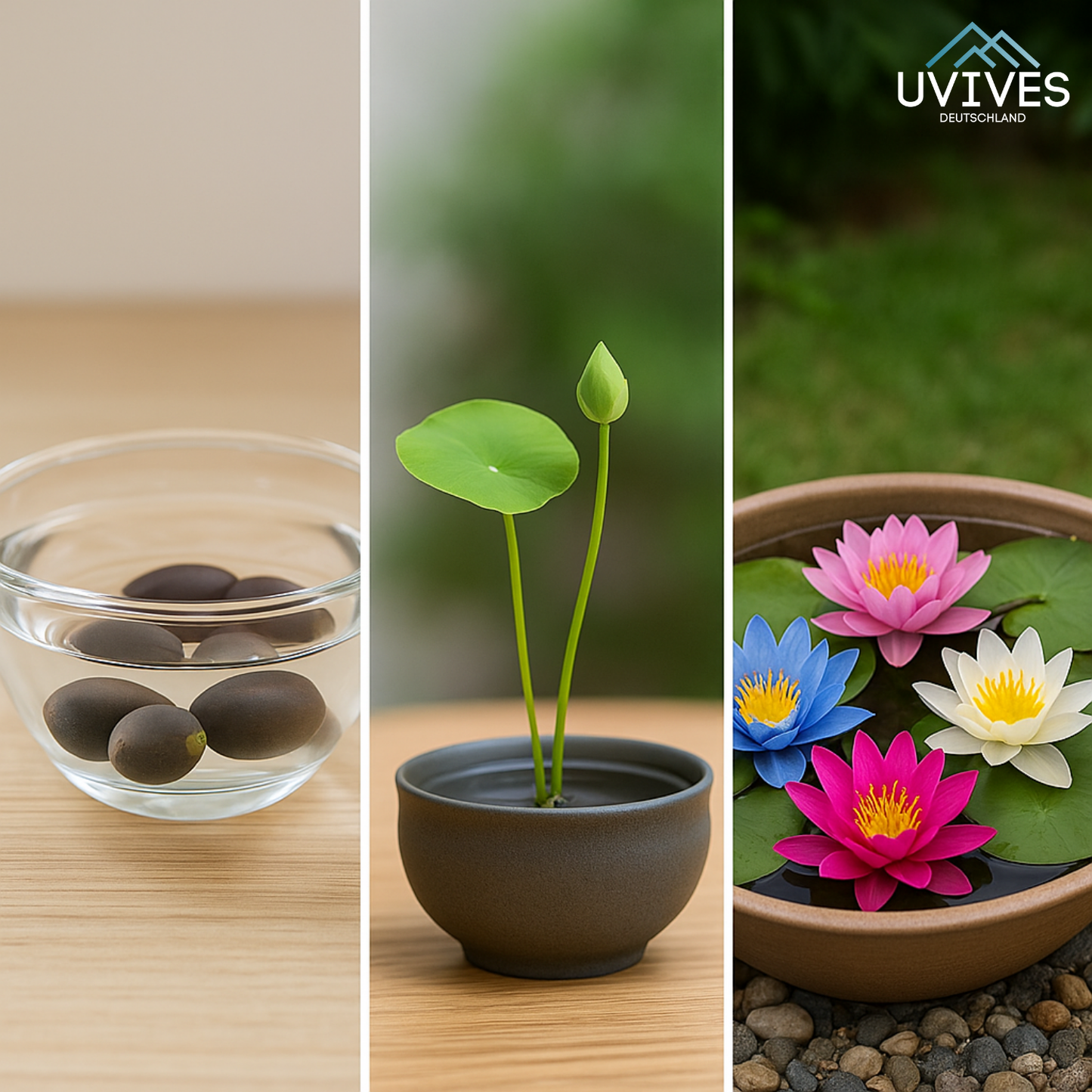 Frendorf |  LotusBloom – Magische Blütenpracht für deinen Teich