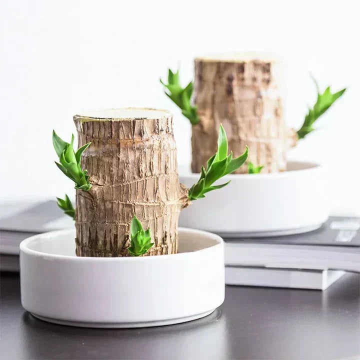 Frendorf | WoodlandNook - Mini-Terrarium für frische Luft und positive Energie