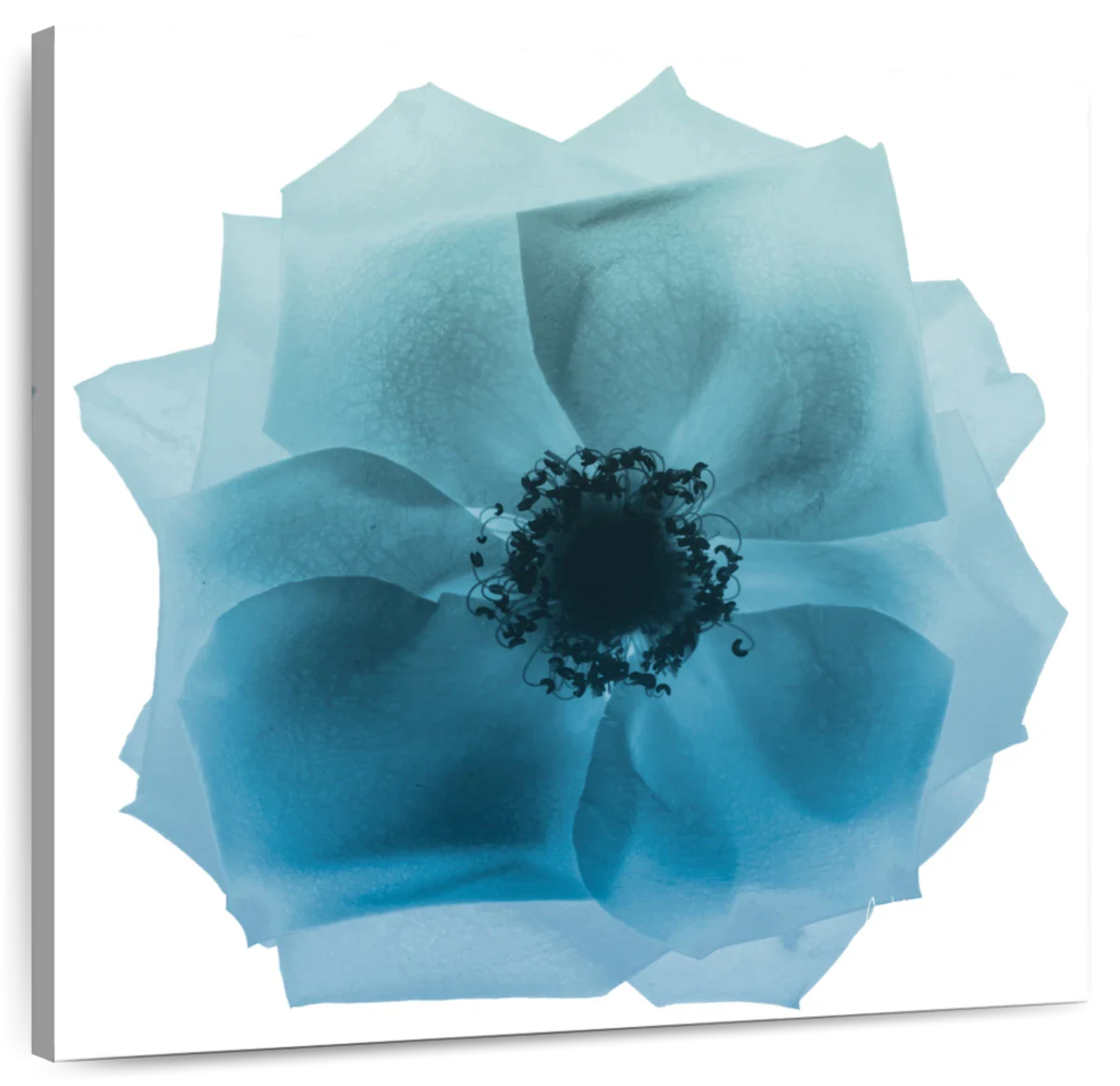 Frendorf | Rose Petal Blues I Wandkunst