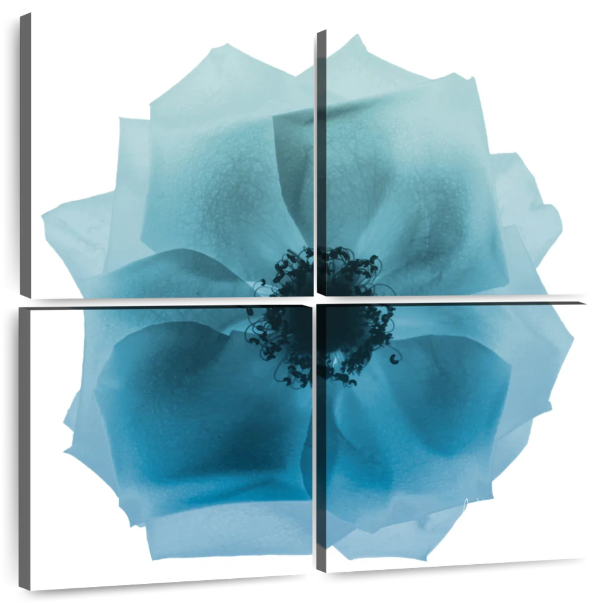 Frendorf | Rose Petal Blues I Wandkunst