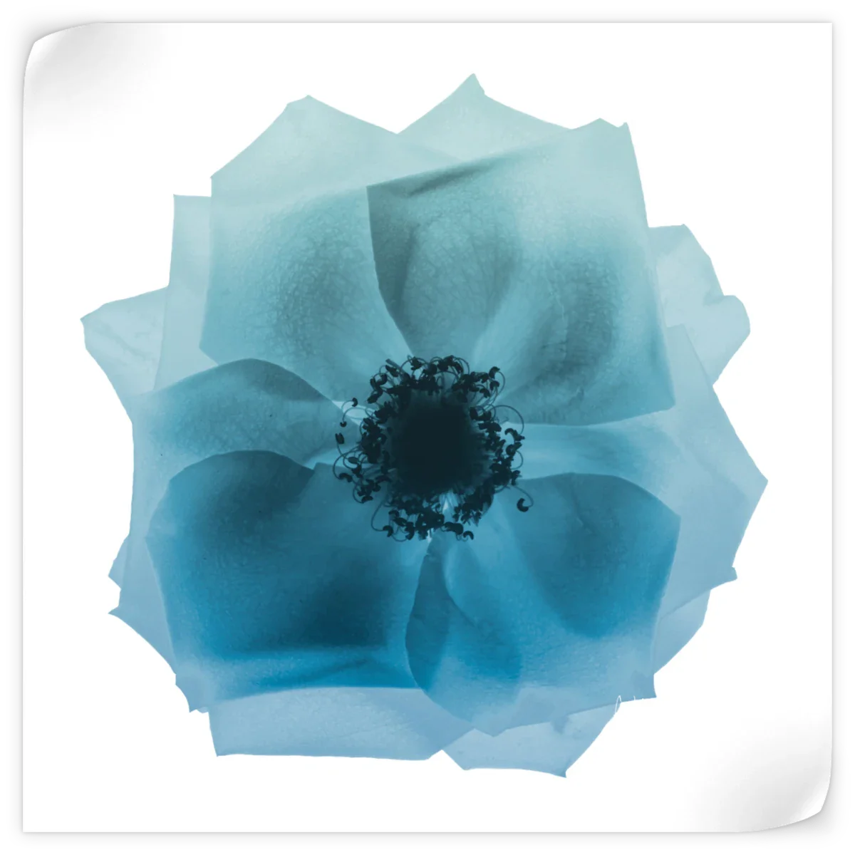 Frendorf | Rose Petal Blues I Wandkunst