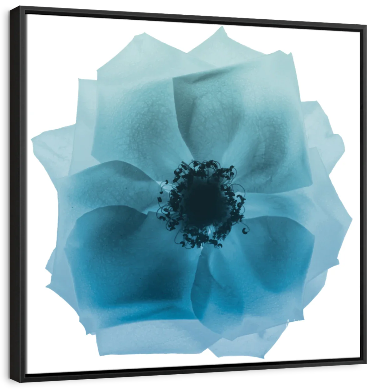 Frendorf | Rose Petal Blues I Wandkunst