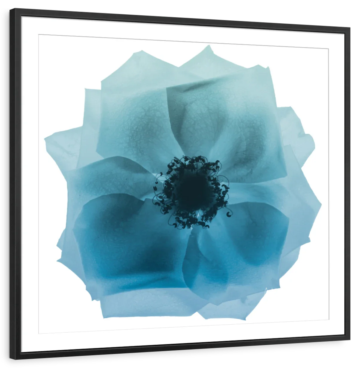 Frendorf | Rose Petal Blues I Wandkunst