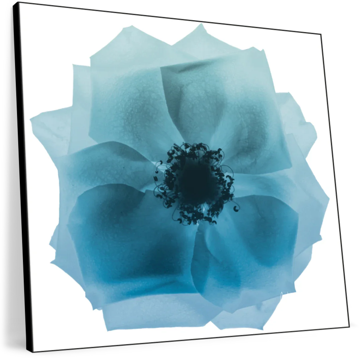 Frendorf | Rose Petal Blues I Wandkunst