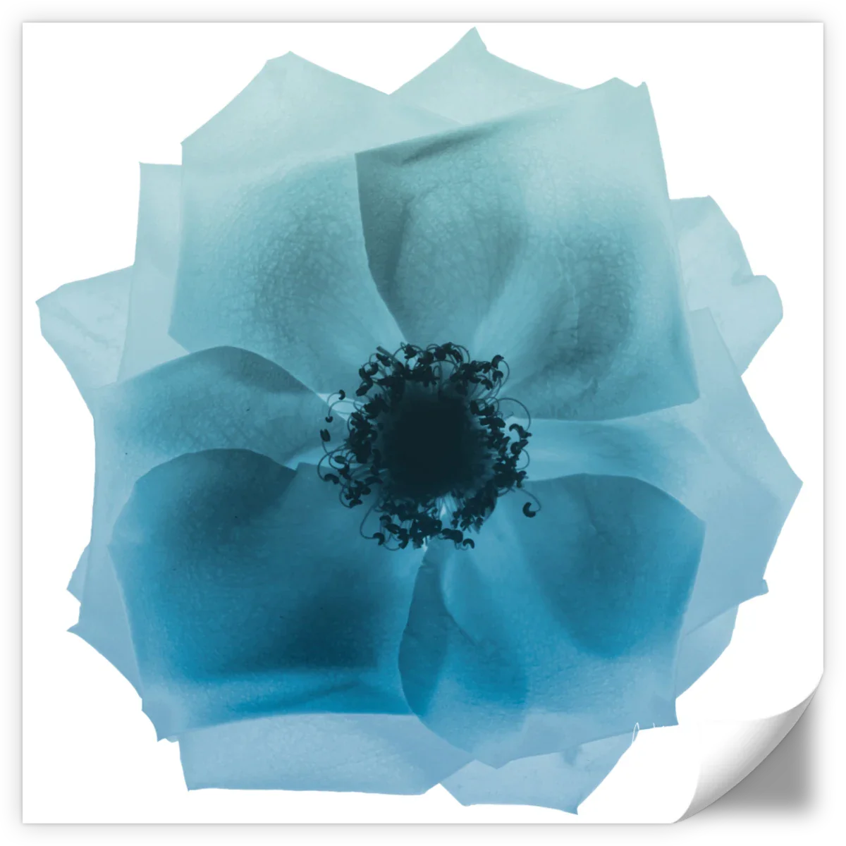 Frendorf | Rose Petal Blues I Wandkunst