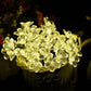 Frendorf | 50 LED Feenblumen Solar Lichterkette