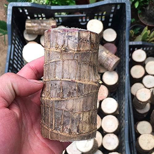 Frendorf | WoodlandNook - Mini-Terrarium für frische Luft und positive Energie