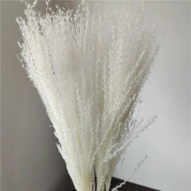 Frendorf | Buntes Schilfrohr (weiß) – weiches und elegantes getrocknetes Pampasgras, perfekt für die Wohnkultur, Blumenarrangements und Veranstaltungsdekorationen, verleiht Vasen, Sträußen und Tischdekorationen einen natürlichen und bohemian Touch.