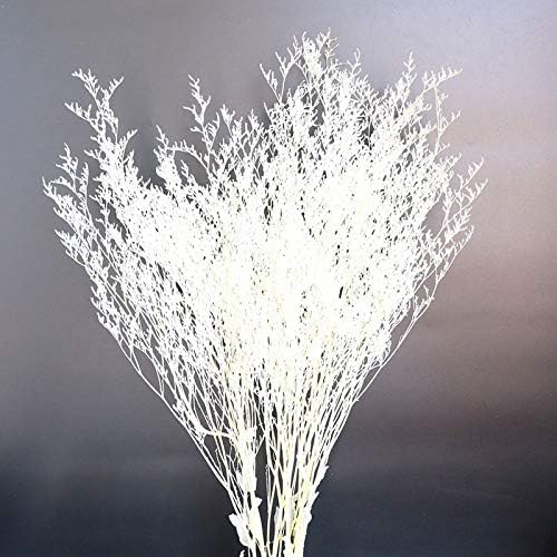 Frendorf | Buntes Schilfrohr (weiß) – weiches und elegantes getrocknetes Pampasgras, perfekt für die Wohnkultur, Blumenarrangements und Veranstaltungsdekorationen, verleiht Vasen, Sträußen und Tischdekorationen einen natürlichen und bohemian Touch.