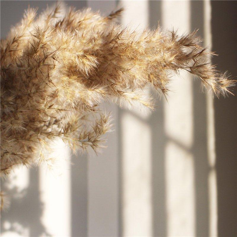 60 cm natürlicher, echter, braun-beiger getrockneter Pampasgrasstrauß │ flauschige Feder für moderne Boho-Heimdekoration