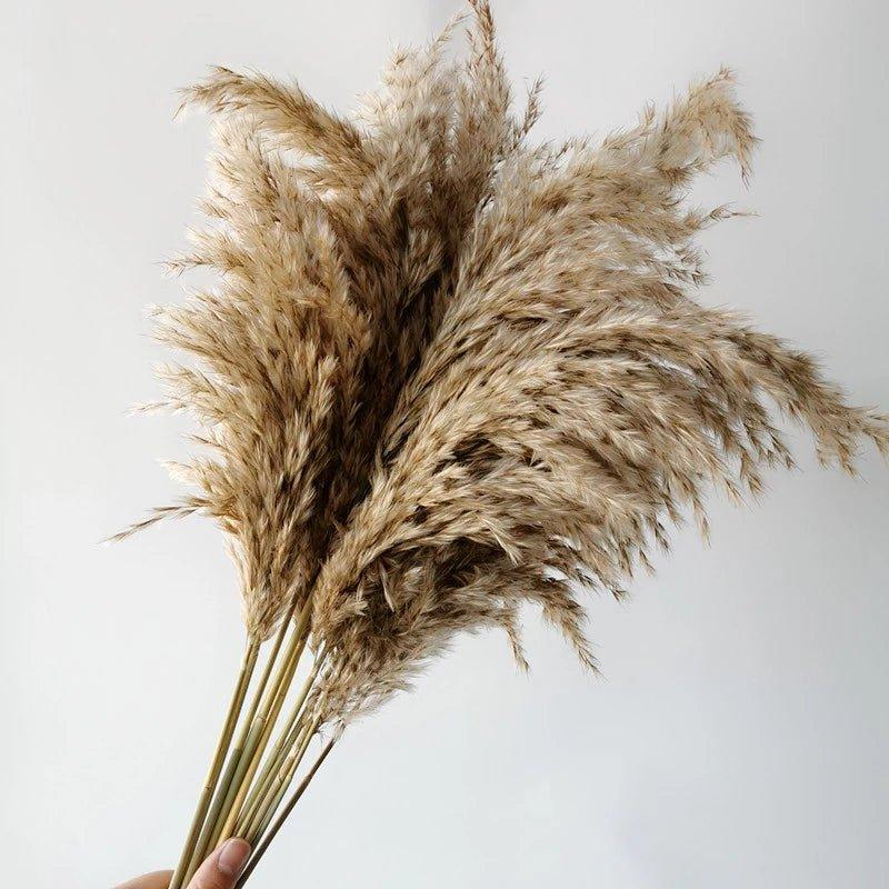 60 cm natürlicher, echter, braun-beiger getrockneter Pampasgrasstrauß │ flauschige Feder für moderne Boho-Heimdekoration