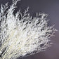 Frendorf | Buntes Schilfrohr (weiß) – weiches und elegantes getrocknetes Pampasgras, perfekt für die Wohnkultur, Blumenarrangements und Veranstaltungsdekorationen, verleiht Vasen, Sträußen und Tischdekorationen einen natürlichen und bohemian Touch.