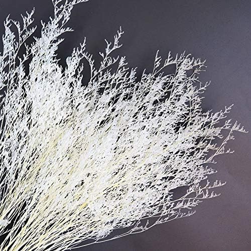 Frendorf | Buntes Schilfrohr (weiß) – weiches und elegantes getrocknetes Pampasgras, perfekt für die Wohnkultur, Blumenarrangements und Veranstaltungsdekorationen, verleiht Vasen, Sträußen und Tischdekorationen einen natürlichen und bohemian Touch.