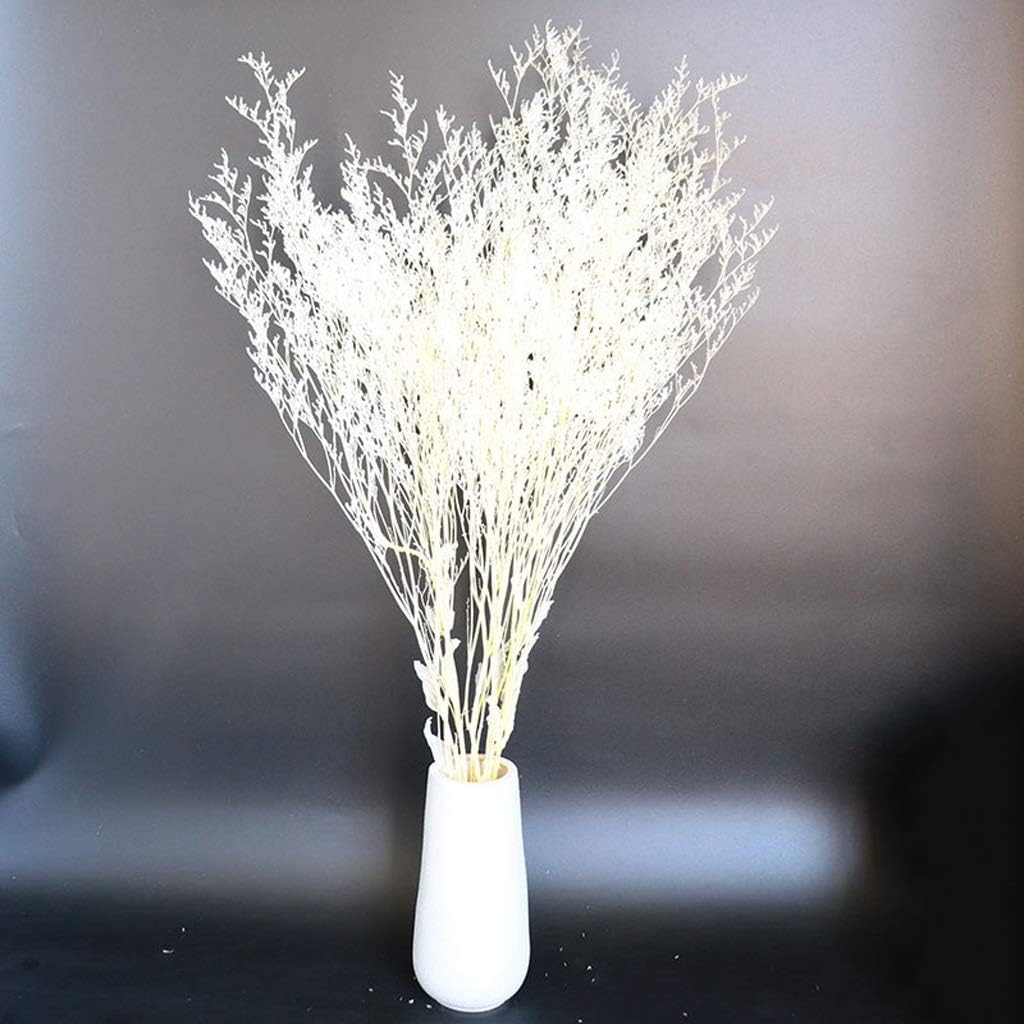 Frendorf | Buntes Schilfrohr (weiß) – weiches und elegantes getrocknetes Pampasgras, perfekt für die Wohnkultur, Blumenarrangements und Veranstaltungsdekorationen, verleiht Vasen, Sträußen und Tischdekorationen einen natürlichen und bohemian Touch.