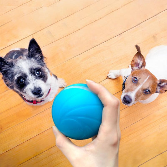 Frendorf | Bewegungsball