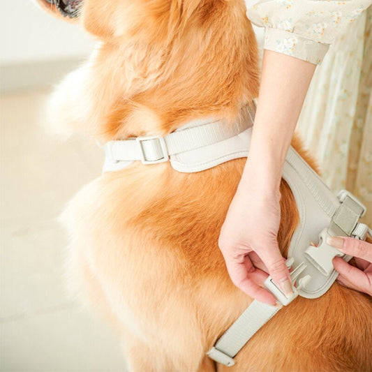 Schick verstellbares PVC-Hundegeschirr und Leine