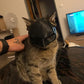 Frendorf | Bat Cat Maske