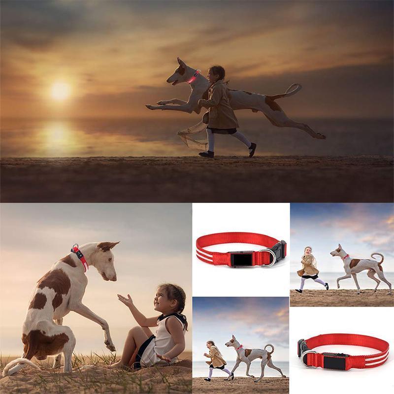 LED Hundehalsband