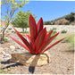 Frendorf | GardenShine | Waterdicht Eeuwige Agave Rustiek Sculptuur
