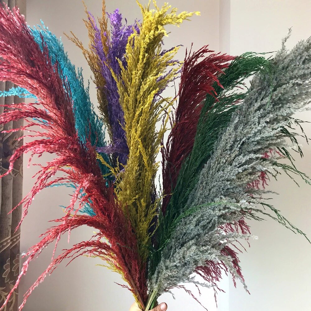 Pampas Getrocknete Blumen
