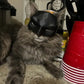 Frendorf | Bat Cat Maske