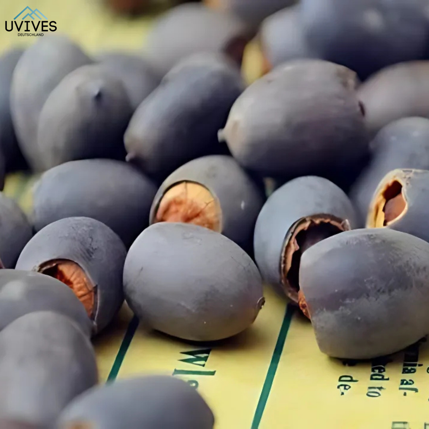 Frendorf |  LotusBloom – Magische Blütenpracht für deinen Teich