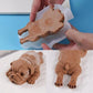 Frendorf | 3D Mousse Pudding Eisform