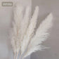 80 cm natürlicher, echter getrockneter Pampasgrasstrauß (weiß / beige / grau) │ flauschige Feder für moderne Boho-Heimdekoration