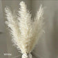 80 cm natürlicher, echter getrockneter Pampasgrasstrauß (weiß / beige / grau) │ flauschige Feder für moderne Boho-Heimdekoration