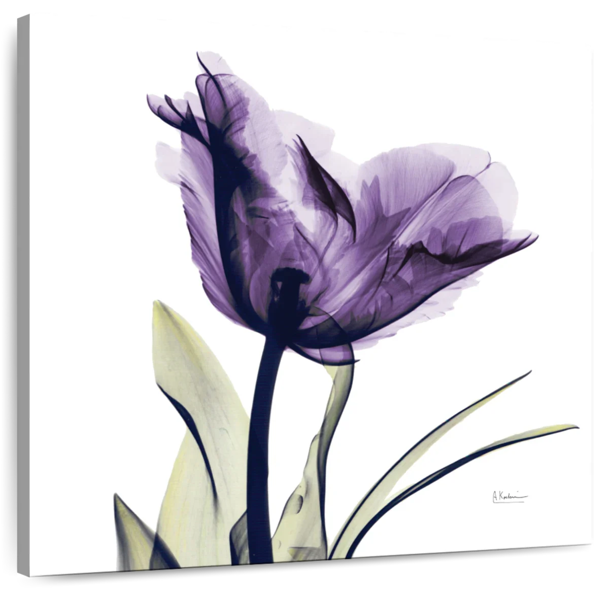 Frendorf | Royal Purple Parrot Tulpen Wandkunst