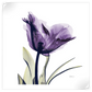 Frendorf | Royal Purple Parrot Tulpen Wandkunst