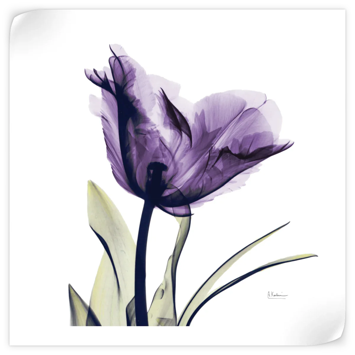 Frendorf | Royal Purple Parrot Tulpen Wandkunst