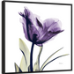 Frendorf | Royal Purple Parrot Tulpen Wandkunst