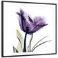 Frendorf | Royal Purple Parrot Tulpen Wandkunst